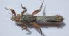 Prisopus sp.